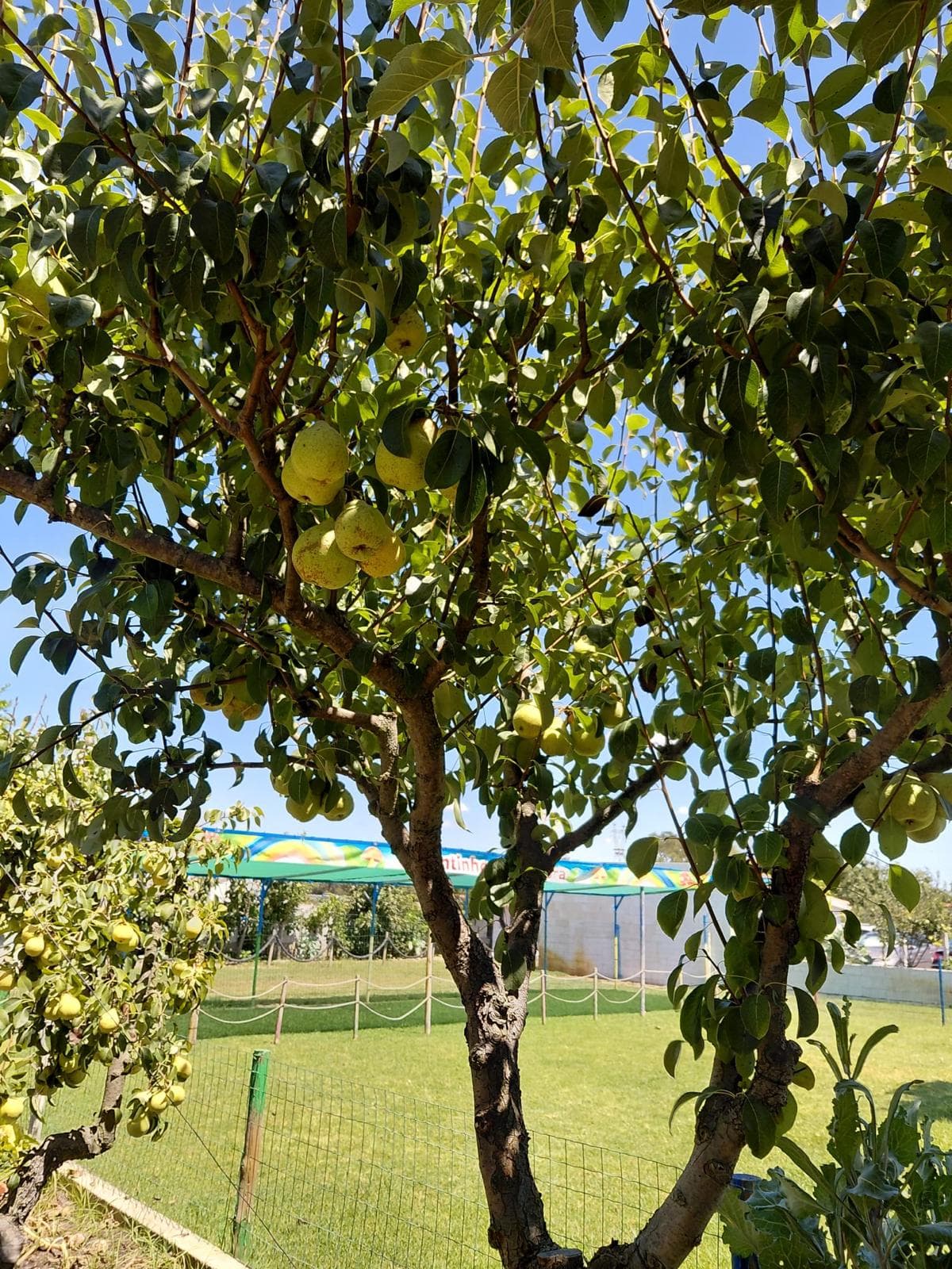 Árvores de fruto no espaço exterior do Cantinho dos Sonhos