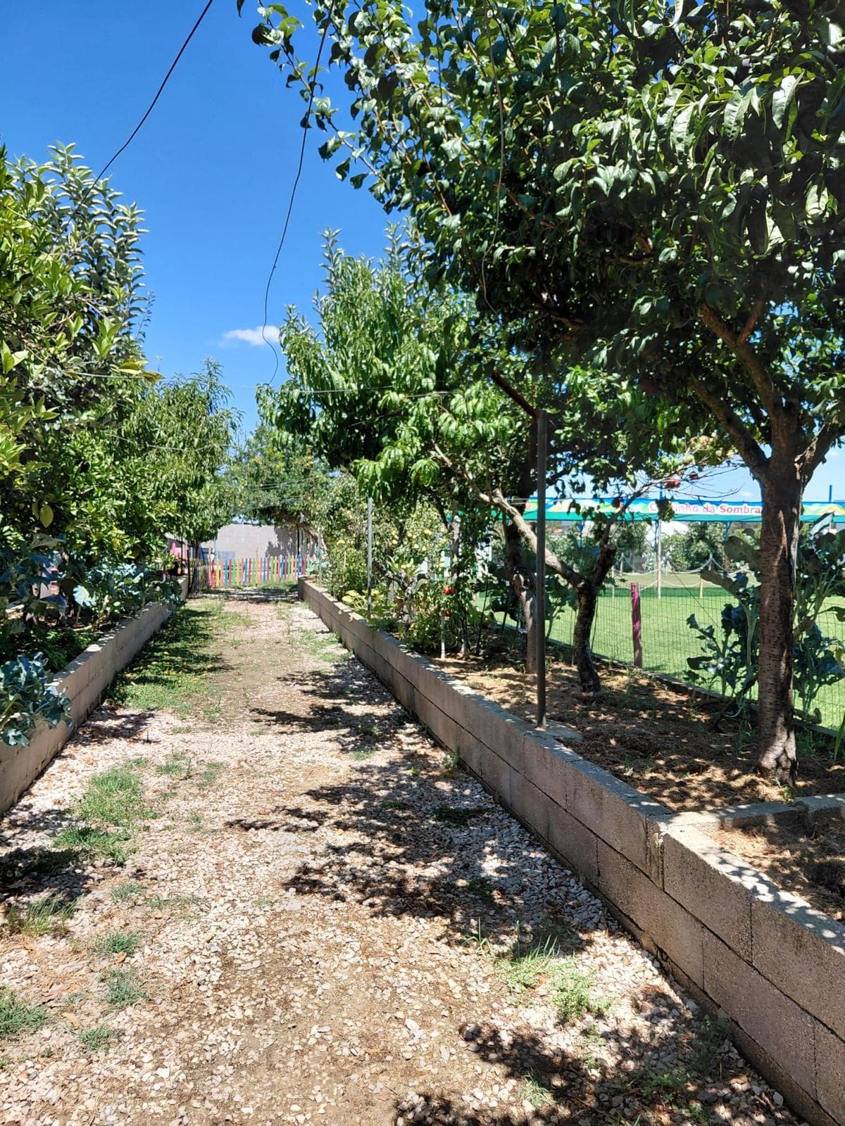 Caminho entre as árvores de fruto da horta do Cantinho dos Sonhos