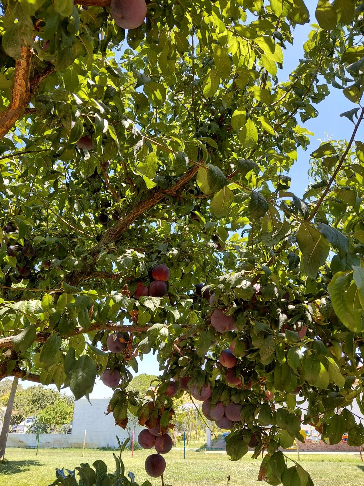 Ameixas na horta do Cantinho dos Sonhos