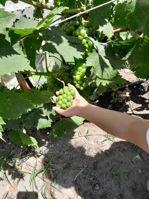 Uvas colhidas na horta do Cantinho dos Sonhos